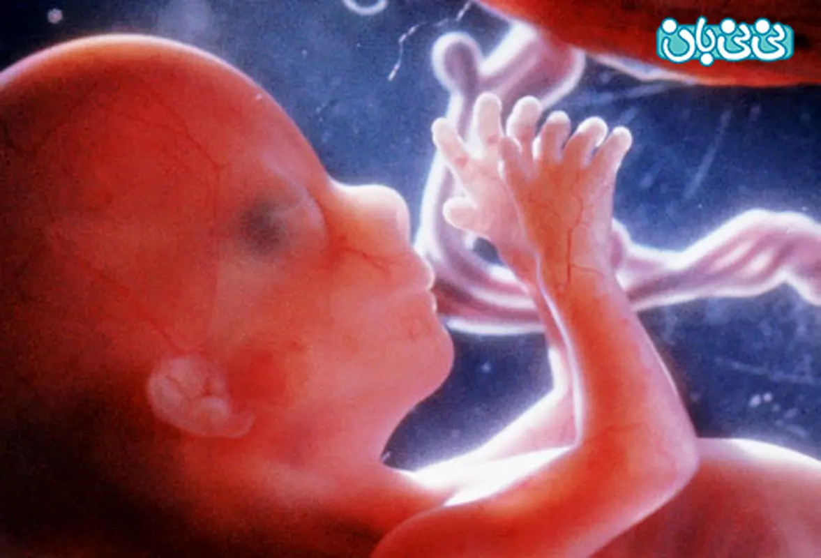 حرکات جنین در دوران بارداری