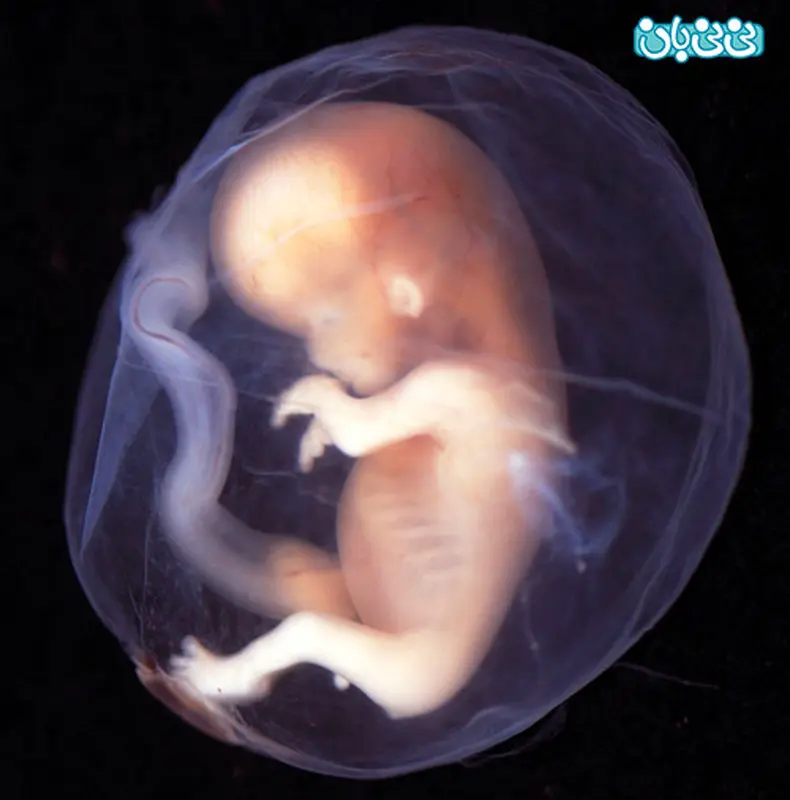 دوران بارداری را چگونه سپری کنیم؟