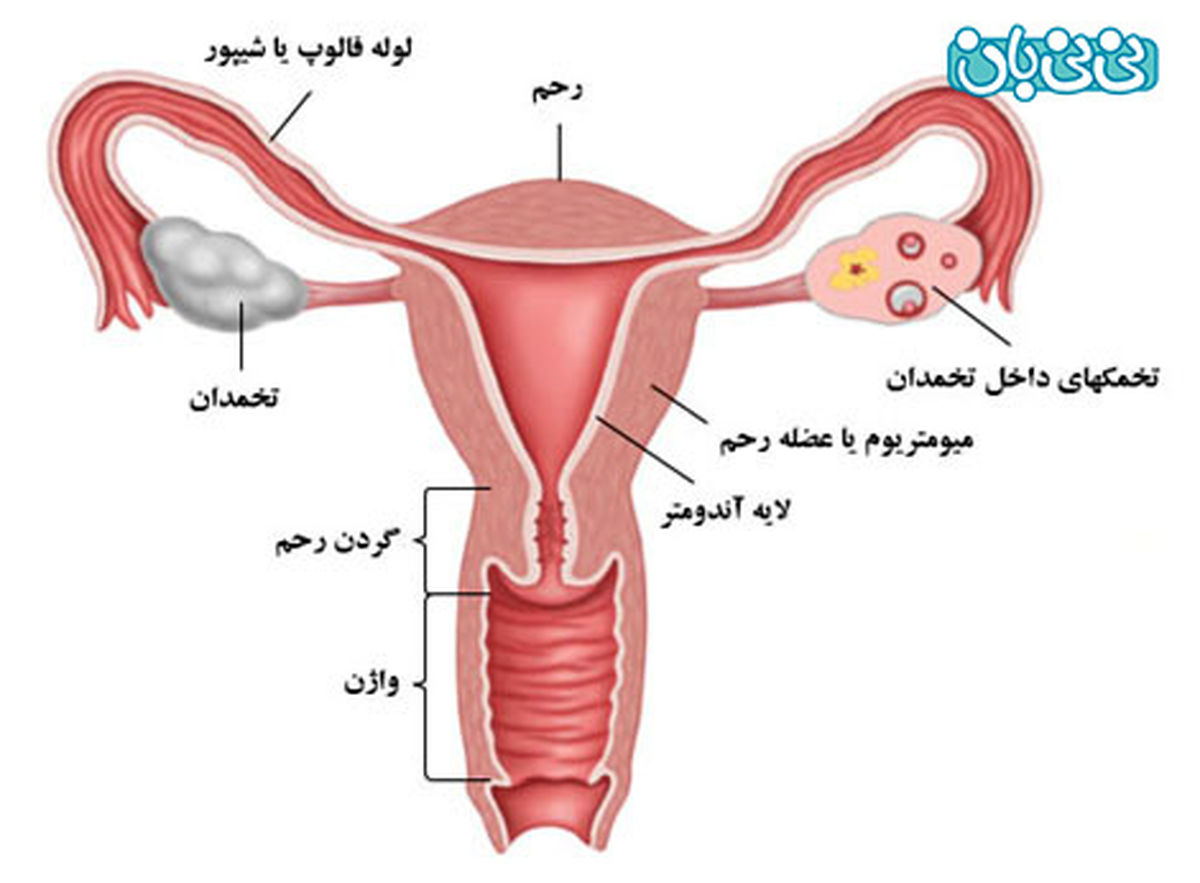 رحم دو شاخ و امکان نزدیکی در بارداری