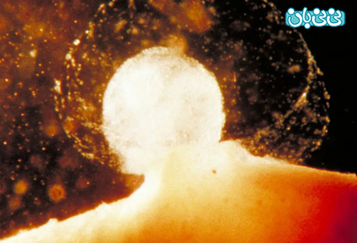 راهنمای تصویری تخمک گذاری تا رشد جنین (5)