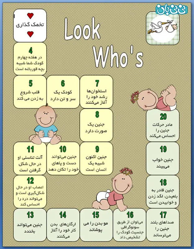 تصویری: مراحل رشد جنین