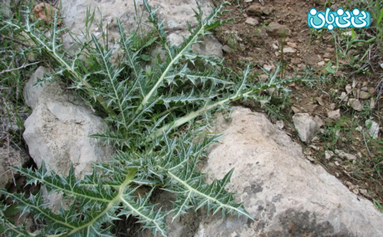 خوردن کنگر در بارداری، مفید یا مضر