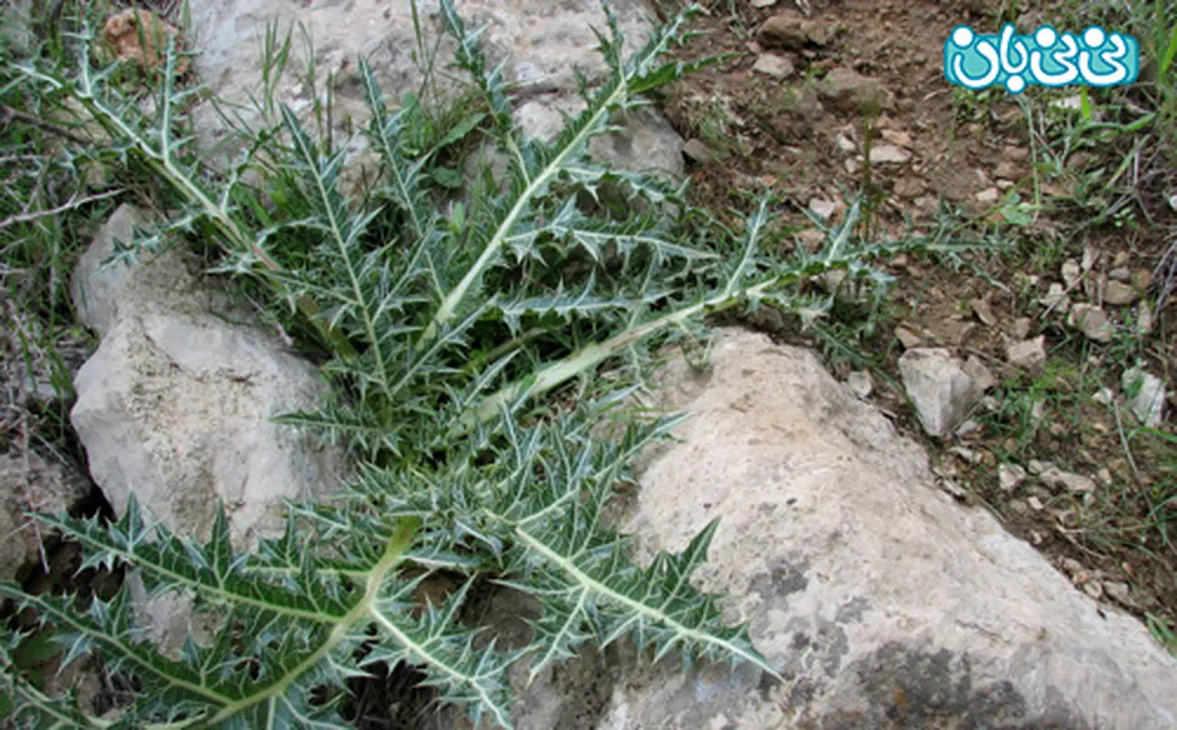 خوردن کنگر در بارداری، مفید یا مضر