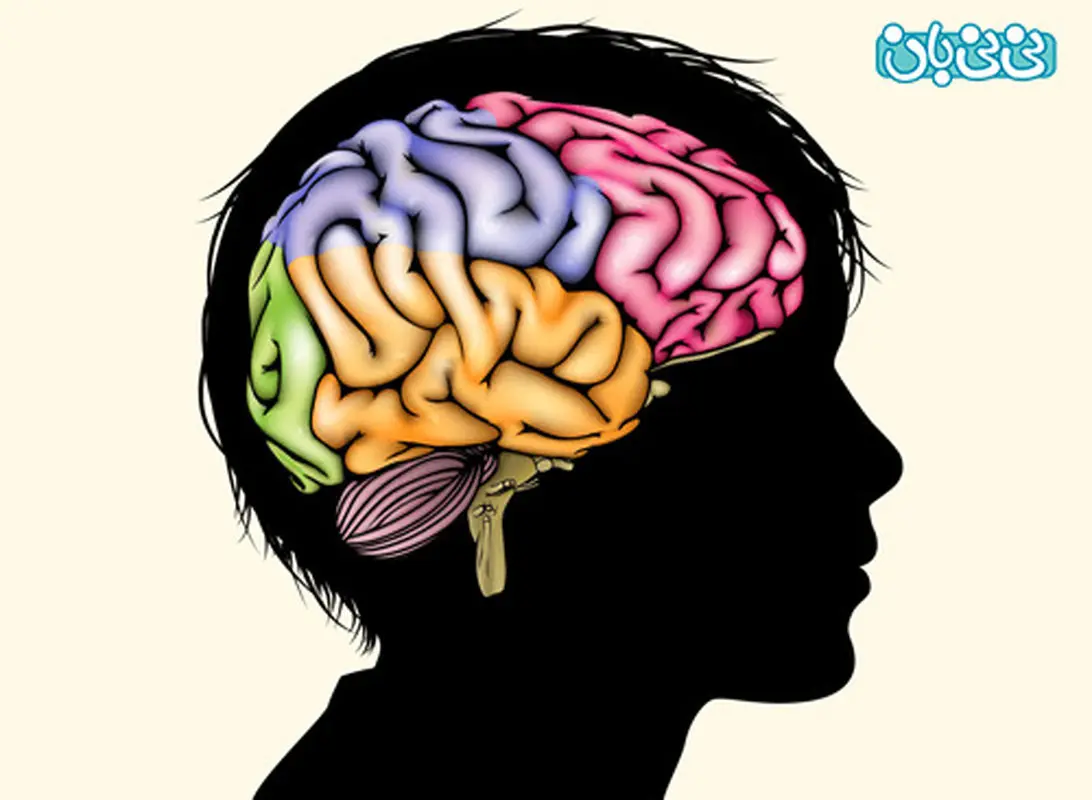ساختار مغز کودکان، وابسته به چیست؟