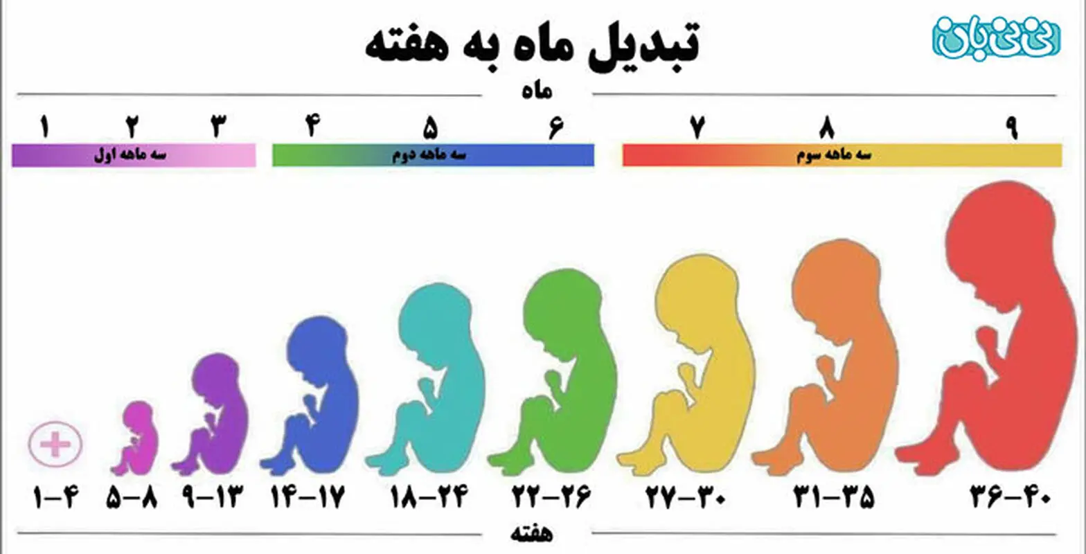 قد جنین چطور تعیین می شود؟