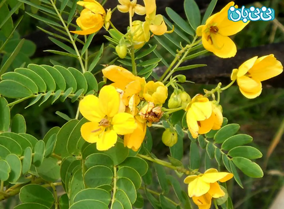 مصرف سنا در بارداری، چه عوارضی دارد؟