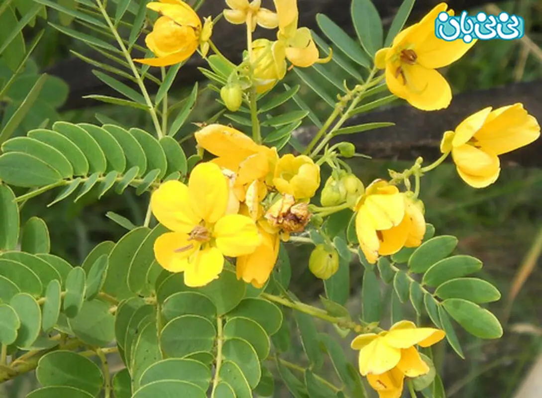 مصرف سنا در بارداری، چه عوارضی دارد؟