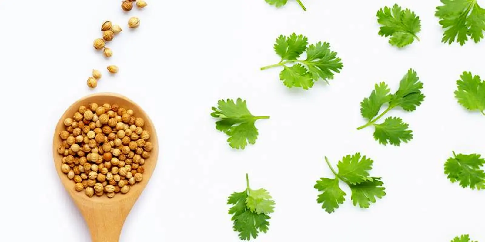 ریزش مو دارید؟/ آب این سبزی به کارتان می‌آید

