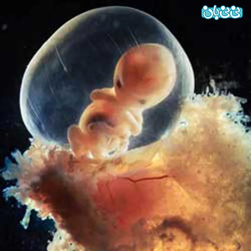 چرا جنین در رحم مدفوع می کند؟