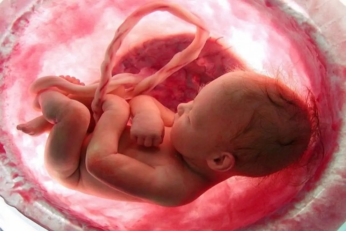 رشد مغز جنین، عواملی که در آن تاثیر دارد