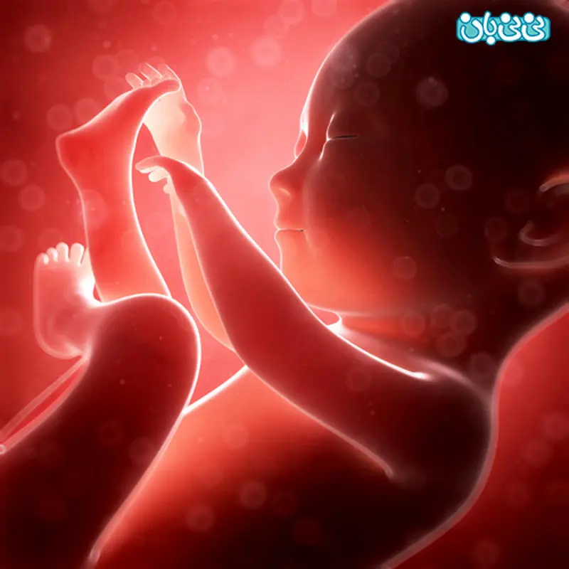 آلبوم دیجیتال جنین دیگه چیه؟! (1)