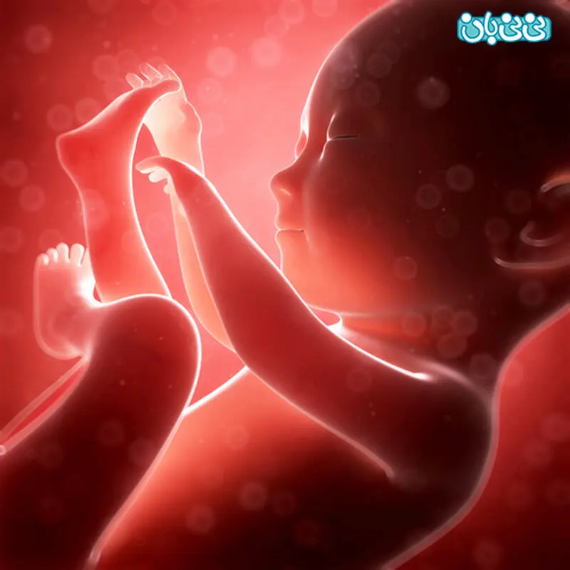 آلبوم دیجیتال جنین دیگه چیه؟! (1)