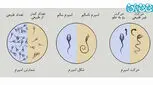 می خواهم مایع منی ام جهش زیادی داشته باشد