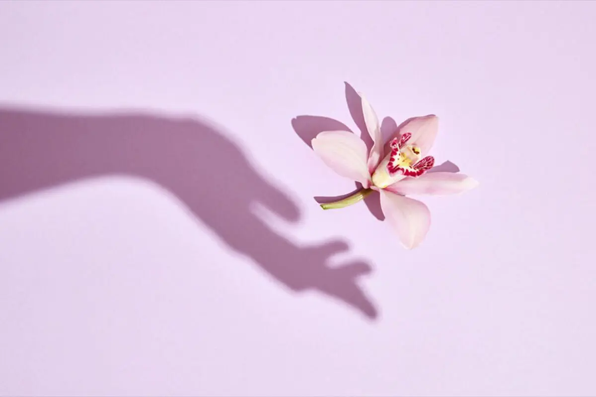 هرآنچه که باید درباره جراحی لابیاپلاستی و هودکتومی بدانید