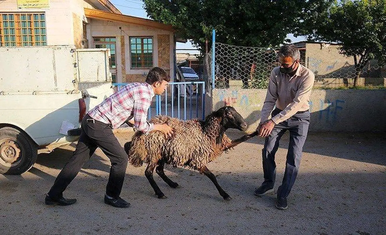 مراقب کنه‌ها باشید/ ذبح قربانی در خانه ممنوع!