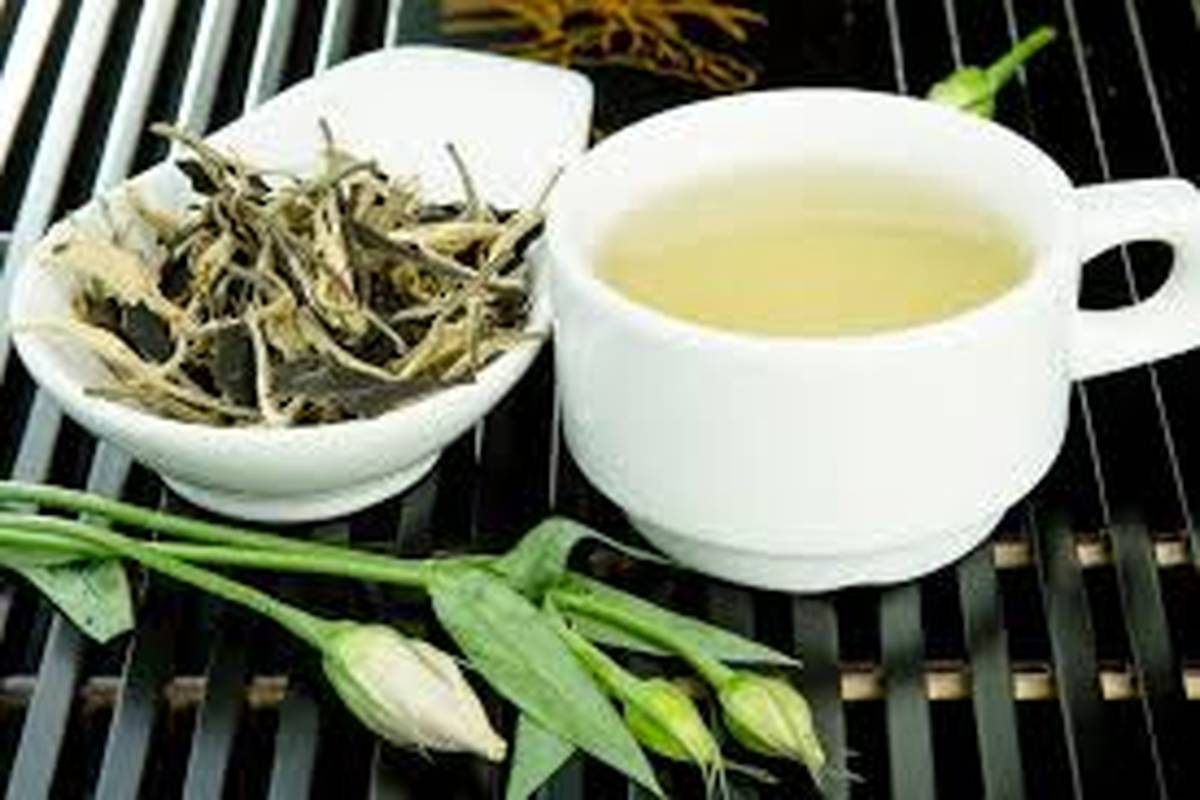 خواص چای سفید برای بدن / از لاغری تا آرامش اعصاب