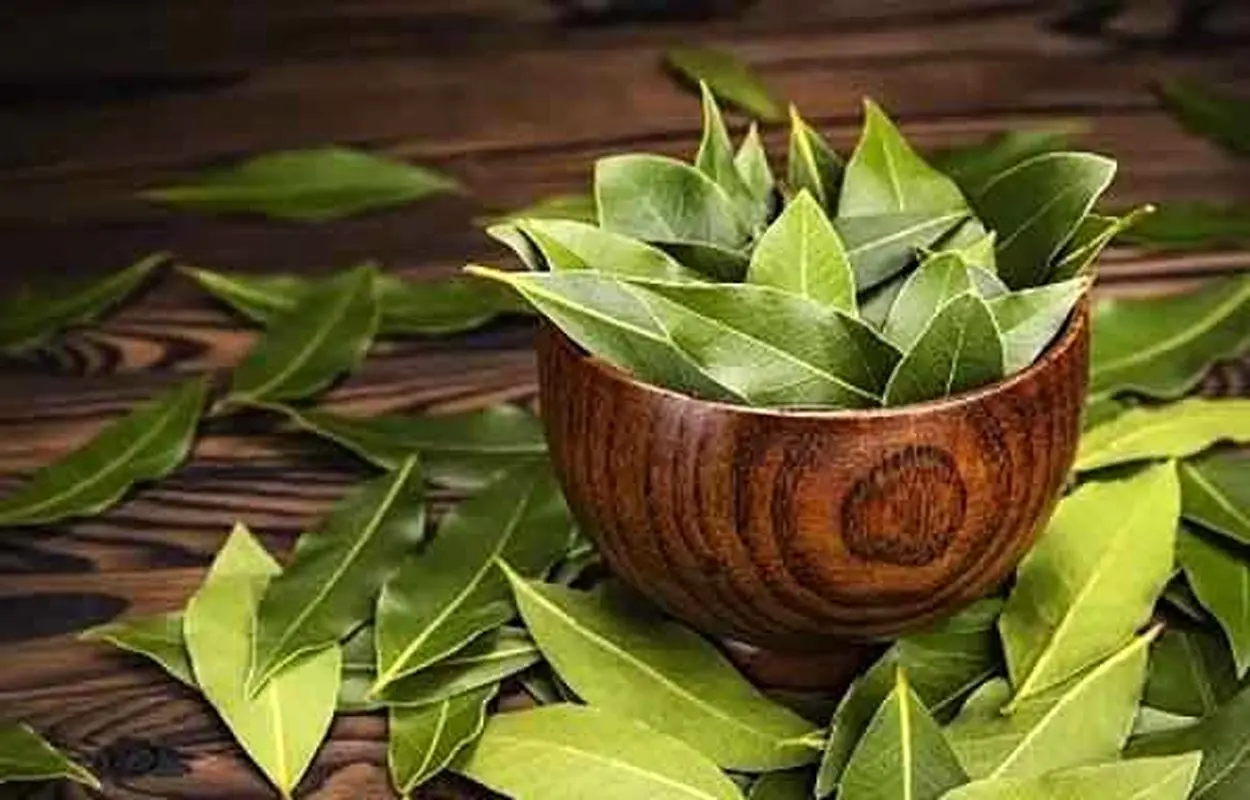 زنان باردار در مصرف برگ بو احتیاط کنند