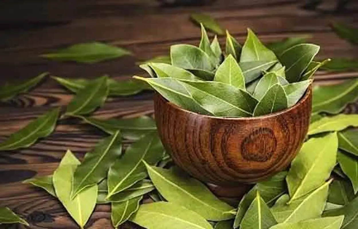 زنان باردار در مصرف برگ بو احتیاط کنند