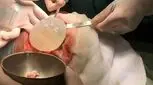 سبزیجات را حسابی شست‌وشو دهید/ این انگل گوارشی برای کودکان خطرناک است 