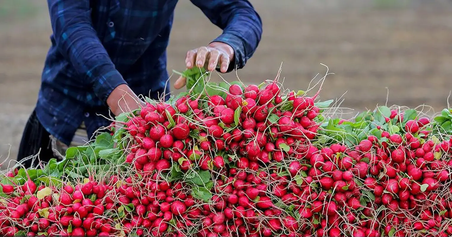 اگر از خواص برگ تربچه خبر داشتید هیچ‌وقت دور نمی‌انداختید 