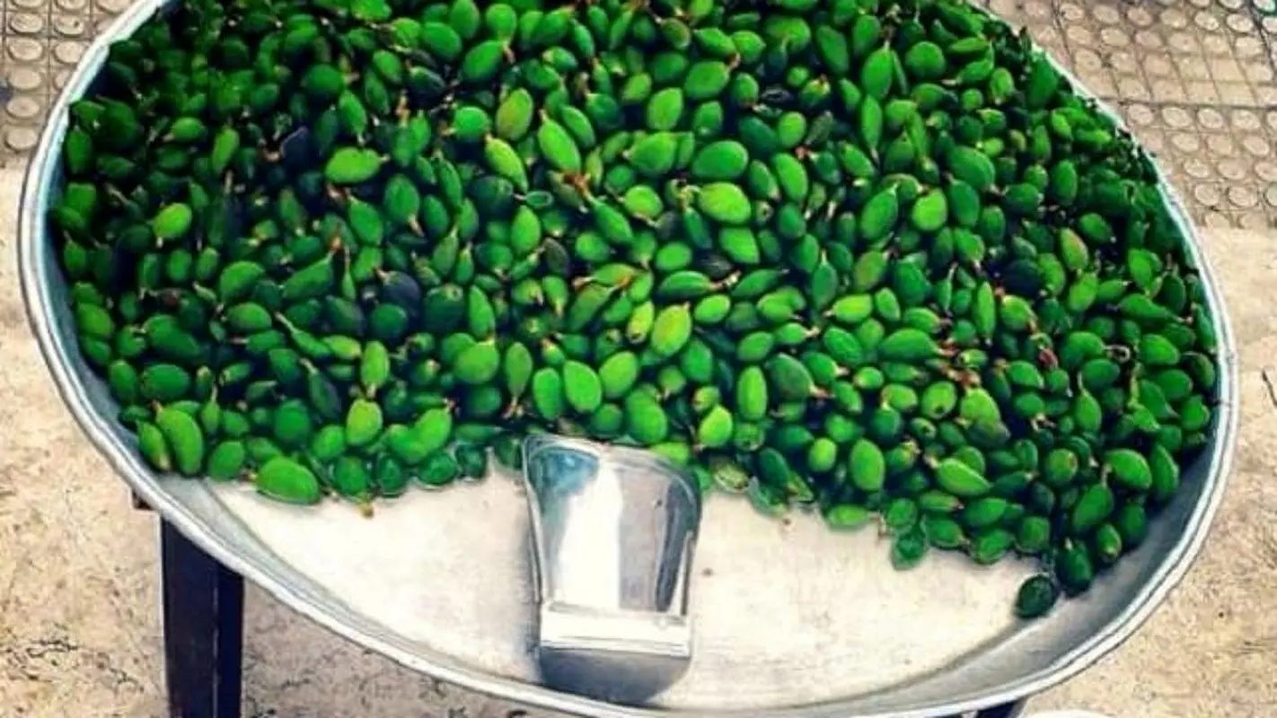 مراقب مسمومیت با این نوبرانه‌ بهار باشید