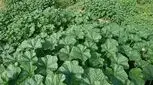 با خواص یک گیاه دارویی با قدمت هزارساله آشنا شوید