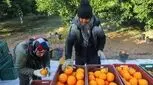تامین ۷۰ درصد انرژی مورد نیاز با خوردن یک پرتقال 