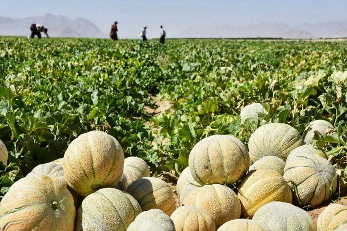 طالبی را دست‌کم نگیرید/ یک ابرمیوه با خواص پنهان 

