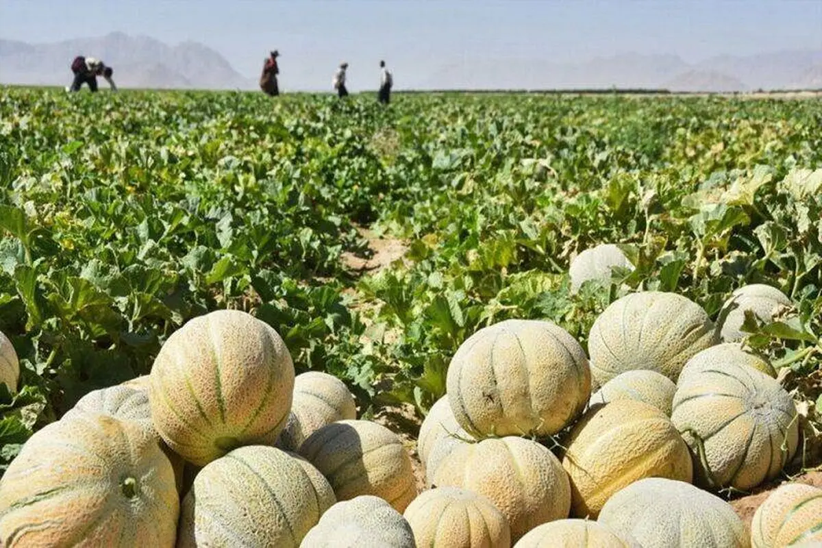 طالبی را دست‌کم نگیرید/ یک ابرمیوه با خواص پنهان 

