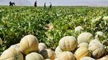 طالبی را دست‌کم نگیرید/ یک ابرمیوه با خواص پنهان 

