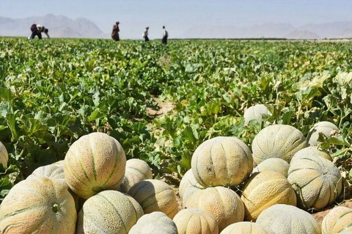 طالبی را دست‌کم نگیرید/ یک ابرمیوه با خواص پنهان 

