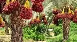خرما را در تابستان هم فراموش نکنید/ از پوکی استخوان جلوگیری می‌کند