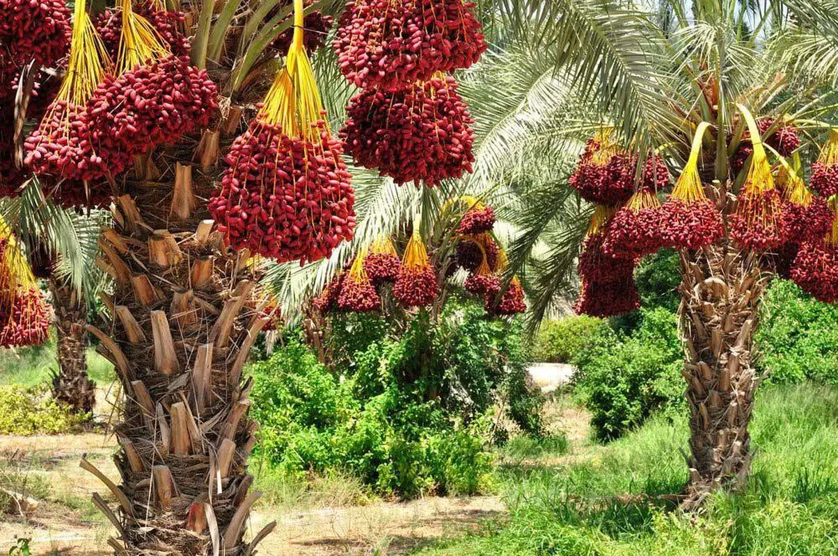 خرما را در تابستان هم فراموش نکنید/ از پوکی استخوان جلوگیری می‌کند