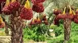 خرما را در تابستان هم فراموش نکنید/ از پوکی استخوان جلوگیری می‌کند