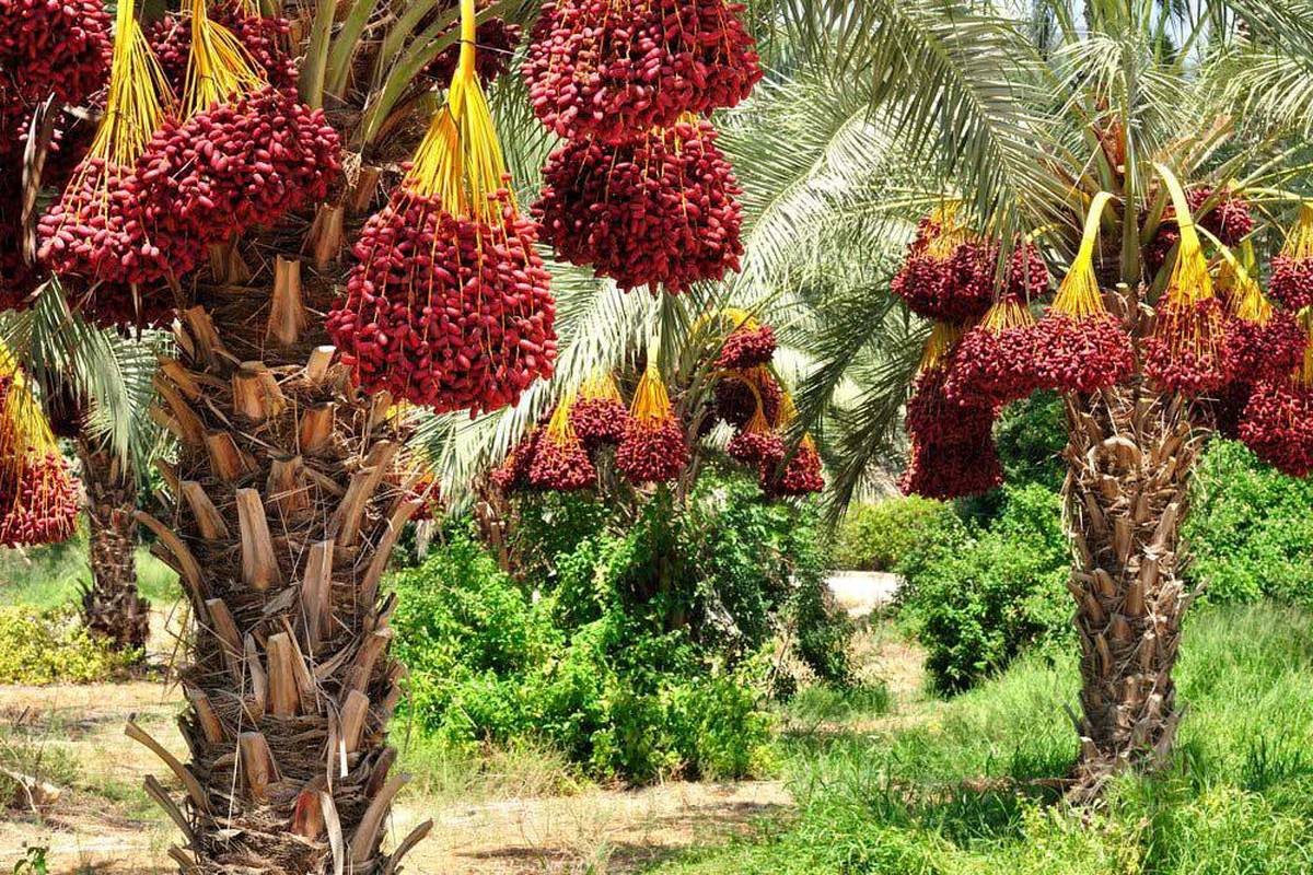 خرما را در تابستان هم فراموش نکنید/ از پوکی استخوان جلوگیری می‌کند