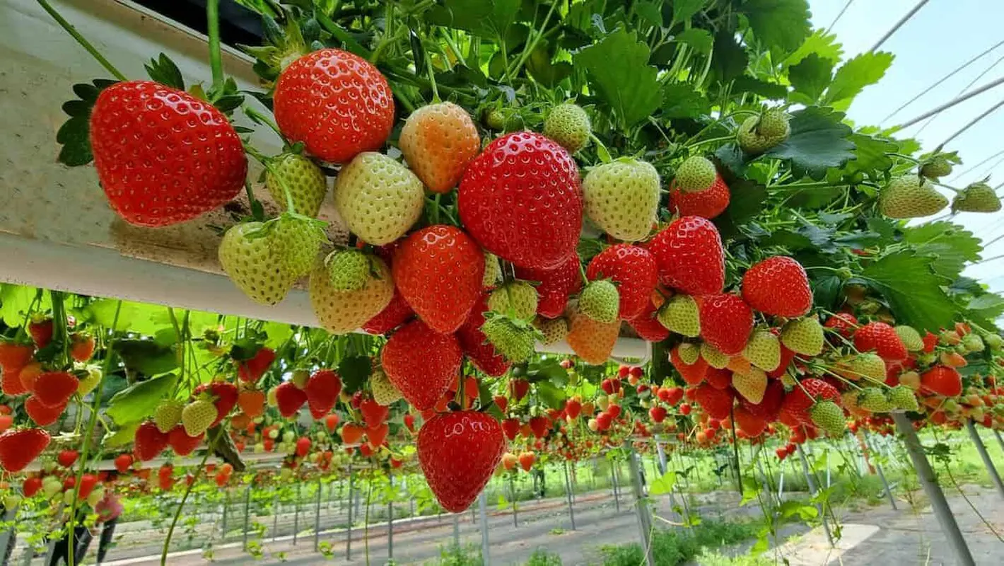 هر روز توت فرنگی بخورید تا قلب سالمی داشته باشید 