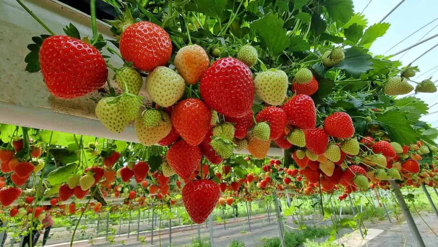 هر روز توت فرنگی بخورید تا قلب سالمی داشته باشید 