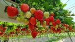 هر روز توت فرنگی بخورید تا قلب سالمی داشته باشید 