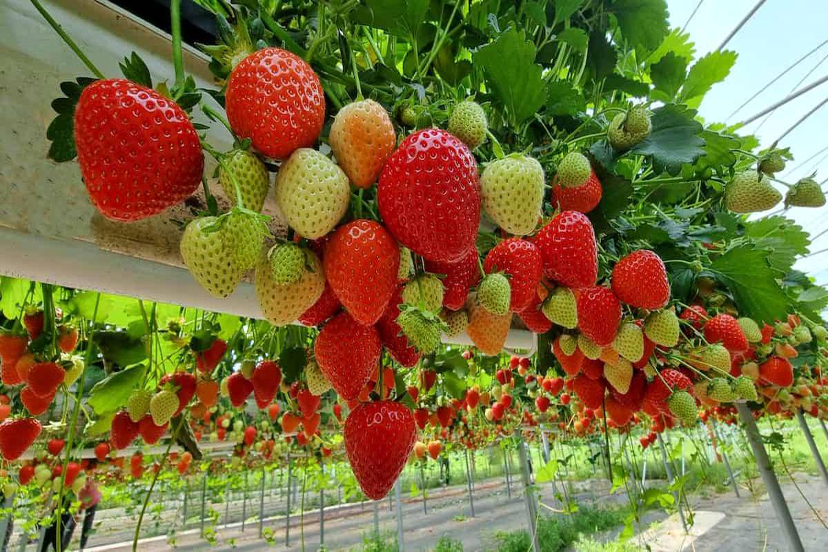 هر روز توت فرنگی بخورید تا قلب سالمی داشته باشید 