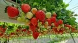 هر روز توت فرنگی بخورید تا قلب سالمی داشته باشید 