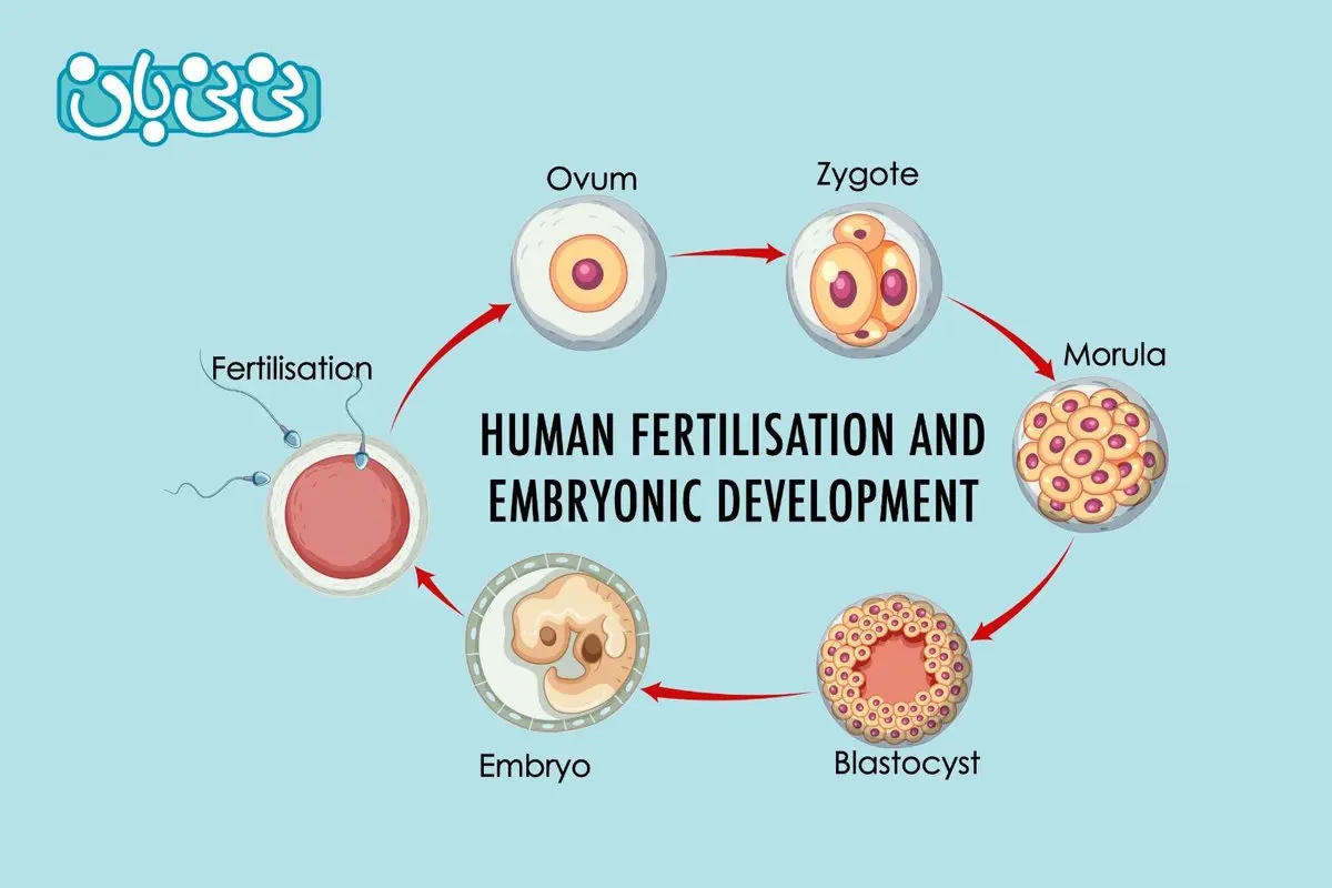 جنین بلاستوسیت چیست؟ مراحل رشد، لانهگزینی و نقش آن در IVF