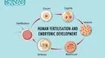 جنین بلاستوسیت چیست؟ مراحل رشد، لانه‌گزینی و نقش آن در IVF