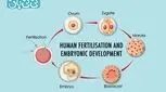 جنین بلاستوسیت چیست؟ مراحل رشد، لانه‌گزینی و نقش آن در IVF