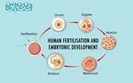 جنین بلاستوسیت چیست؟ مراحل رشد، لانه‌گزینی و نقش آن در IVF