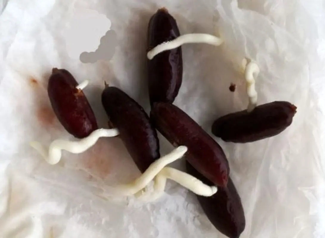 روش کاشت سبزه عید با هسته خرما برای سال ۱۴۰۳ + عکس