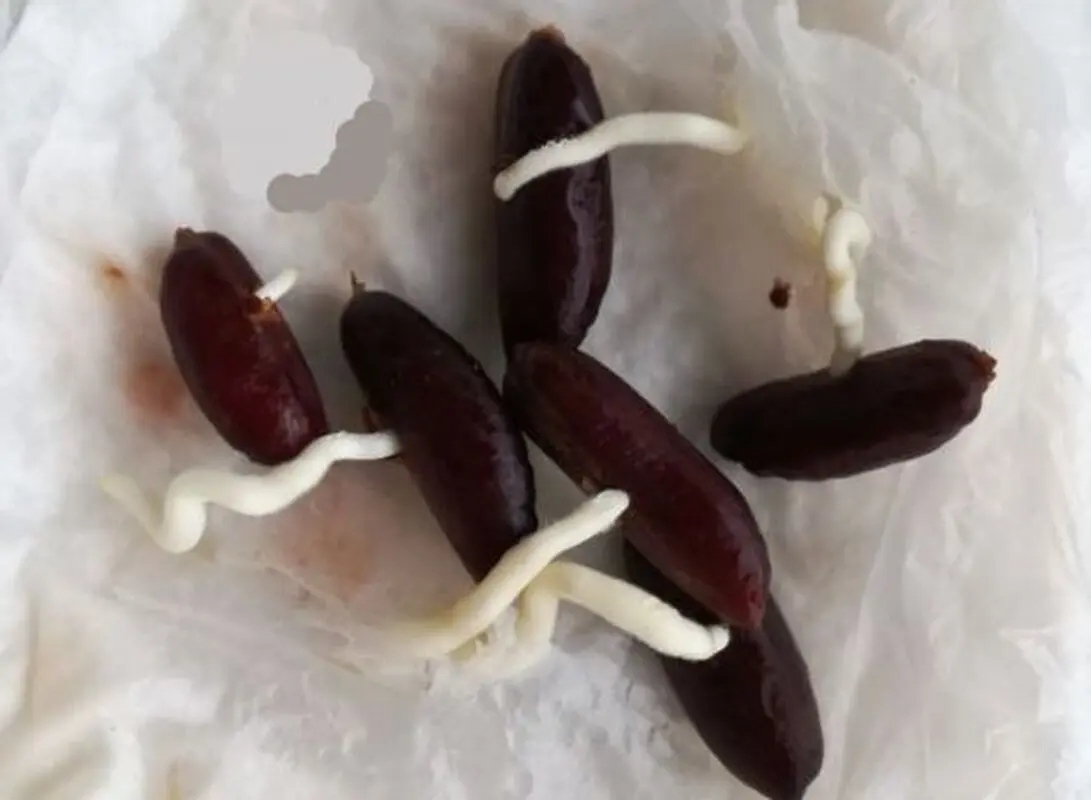 روش کاشت سبزه عید با هسته خرما برای سال ۱۴۰۳ + عکس