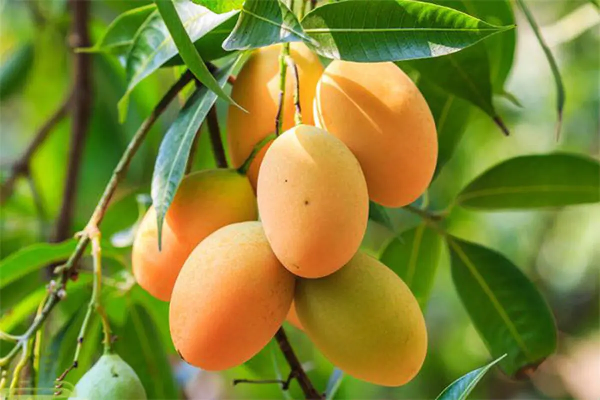روش کاشت هسته انبه در گلدان!
