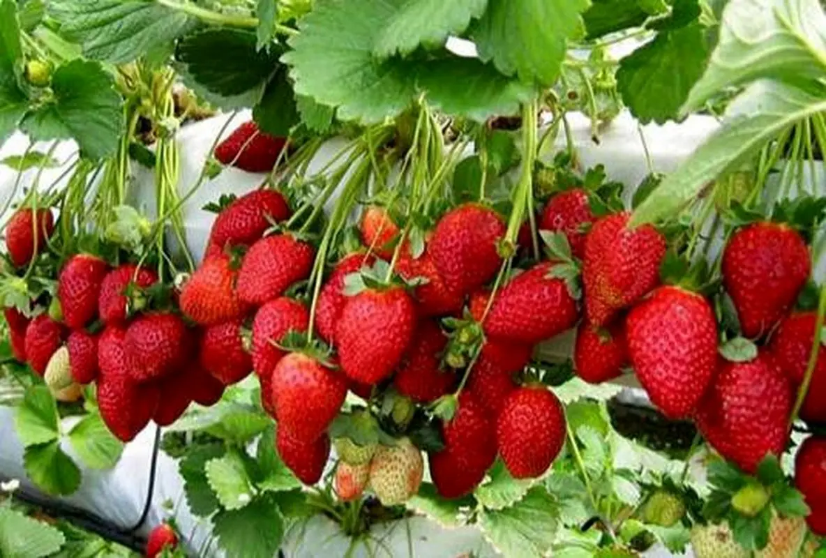 چه افرادی نباید توت فرنگی بخورند؟!