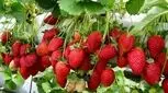 چه افرادی نباید توت فرنگی بخورند؟!