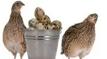 خانم‌های باردار از خوردن تخم بلدرچین غافل نباشند